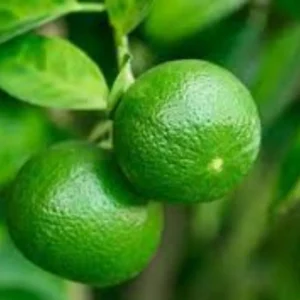 Dwarf Key Lime Tree - 1 to 2 Ft Tall - Gallon Pot Citrus Tree