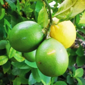 Dwarf Key Lime Tree - 1 to 2 Ft Tall - Gallon Pot Citrus Tree
