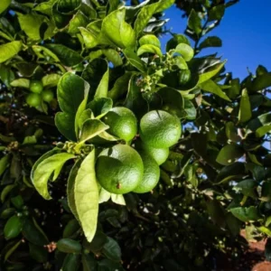 Dwarf Key Lime Tree - 1 to 2 Ft Tall - Gallon Pot Citrus Tree