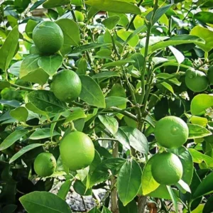 Dwarf Key Lime Tree - 1 to 2 Ft Tall - Gallon Pot Citrus Tree