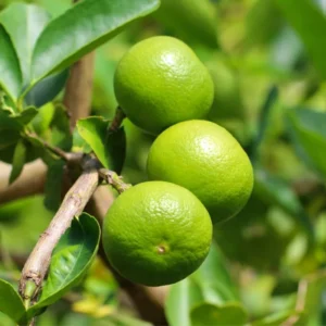 Dwarf Key Lime Tree - 1 to 2 Ft Tall - Gallon Pot Citrus Tree