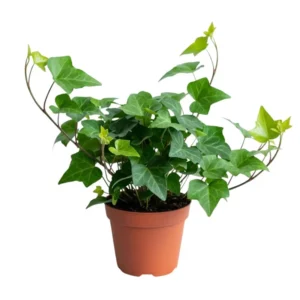 English Ivy Plant - 4" Pot - 4-8" Tall - Easy Care Indoor Vine