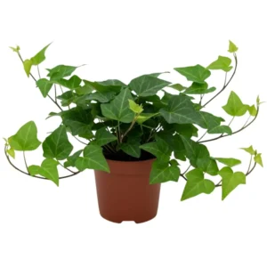 English Ivy Plant - 4" Pot - 4-8" Tall - Easy Care Indoor Vine