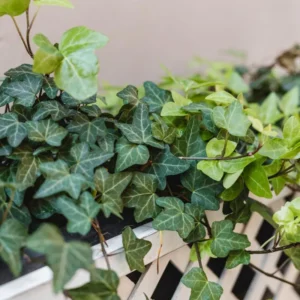 English Ivy Plant - 4
