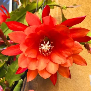 Epiphyllum Orchid Cactus Cutting 6-10 Inch Orange Red - No CA Ship
