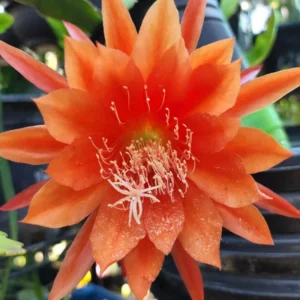 Epiphyllum Orchid Cactus Cutting 6-10 Inch Orange Red - No CA Ship