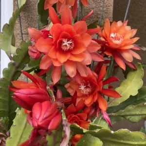 Epiphyllum Orchid Cactus Cutting 6-10 Inch Orange Red - No CA Ship