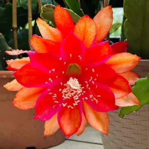 Epiphyllum Orchid Cactus Cutting 6-10 Inch Orange Red - No CA Ship