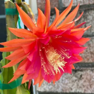 Epiphyllum Orchid Cactus Cutting 6-10 Inch Orange Red - No CA Ship