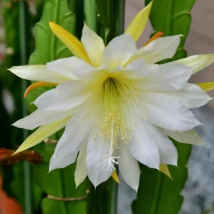 Epiphyllum Orchid Cactus Cutting - White, 6 to 10 Inch – No CA Ship