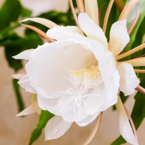 Epiphyllum Orchid Cactus Cutting - White, 6 to 10 Inch – No CA Ship