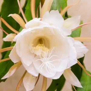 Epiphyllum Orchid Cactus Cutting - White, 6 to 10 Inch – No CA Ship