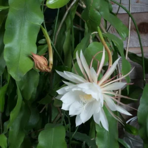 Epiphyllum Orchid Cactus Cutting - White, 6 to 10 Inch – No CA Ship