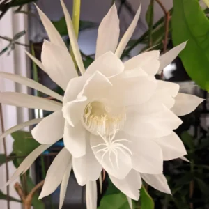 Epiphyllum Orchid Cactus Cutting - White, 6 to 10 Inch – No CA Ship