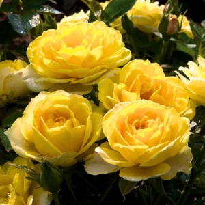Fragrant Rose Plant Live in Pot - Reblooming Flowers for Landscaping
