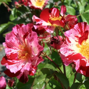 Fragrant Rose Plant Live in Pot - Reblooming Flowers for Landscaping