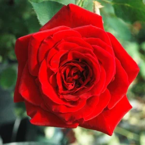 Fragrant Rose Plant Live in Pot - Reblooming Flowers for Landscaping