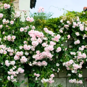 Fragrant Rose Plant Live in Pot - Reblooming Flowers for Landscaping