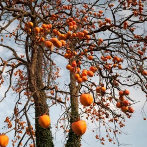 Fuyu Persimmon Tree - 3 Gallon Potted Grafted Tree