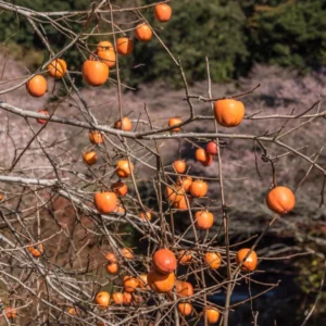 Fuyu Persimmon Tree - 3 Gallon Potted Grafted Tree