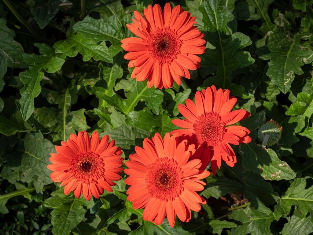 Bright and colorful Gerbera Daisy flowers blooming in a garden, showcasing their vibrant petals.