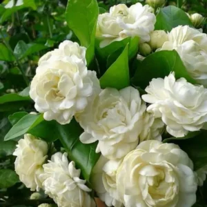 Grand Duke Jasmine Plant - 3 Gallon Potted Plant - Fragrant White Flowers