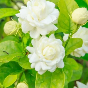 Grand Duke Jasmine Plant - 3 Gallon Potted Plant - Fragrant White Flowers