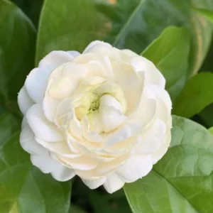 Grand Duke Jasmine Plant - 3 Gallon Potted Plant - Fragrant White Flowers