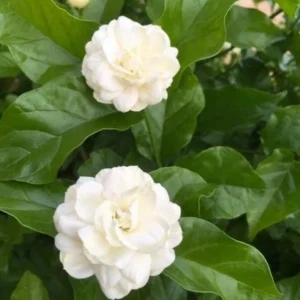 Grand Duke Jasmine Plant - 3 Gallon Potted Plant - Fragrant White Flowers