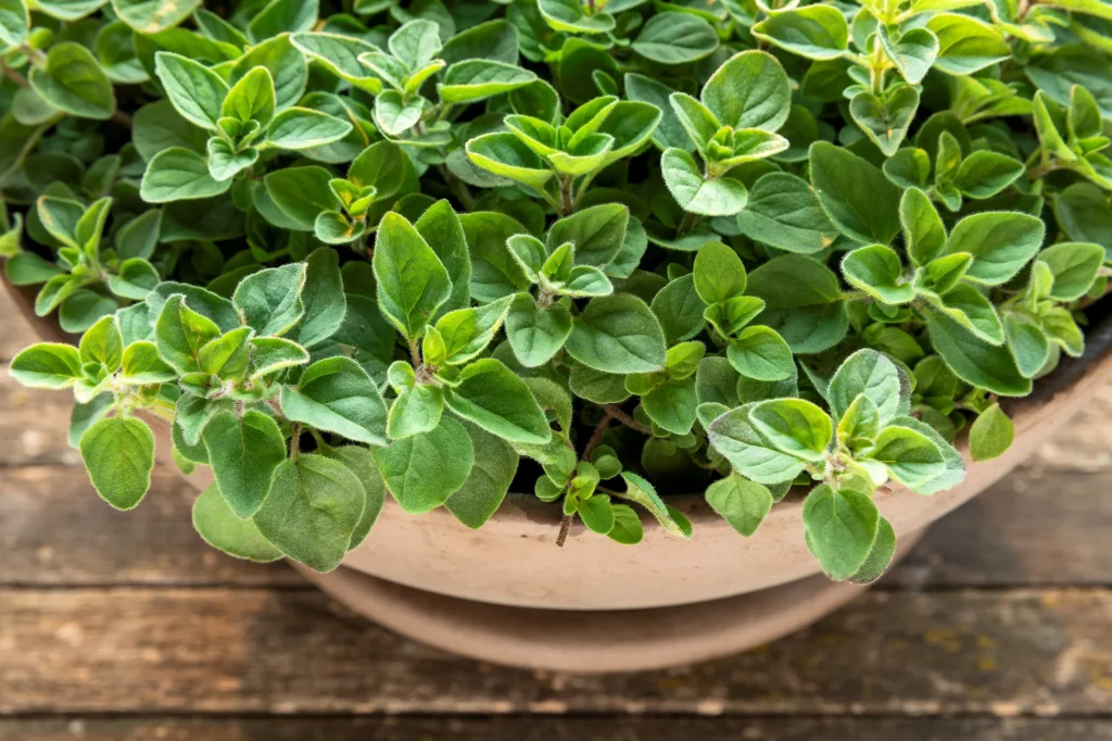 Greek Oregano (Origanum vulgare hirtum)