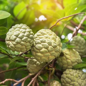 Green Sugar Apple Tree - 3 Gallon Potted Grafted Tree - 2-3 Ft Tall