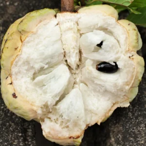 Green Sugar Apple Tree - 3 Gallon Potted Grafted Tree - 2-3 Ft Tall