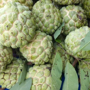 Green Sugar Apple Tree - 3 Gallon Potted Grafted Tree - 2-3 Ft Tall