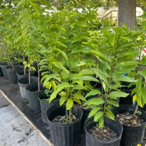 Green Sugar Apple Tree - 3 Gallon Potted Grafted Tree - 2-3 Ft Tall