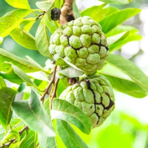 Green Sugar Apple Tree Live Plant - 3 Gallon Pot - Edible Fruit Tree