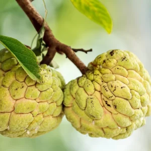 Green Sugar Apple Tree Live Plant - 3 Gallon Pot - Edible Fruit Tree