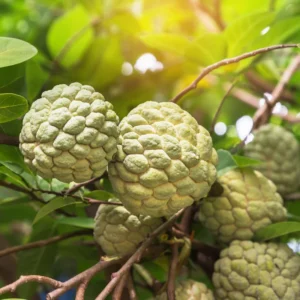 Green Sugar Apple Tree Live Plant - 3 Gallon Pot - Edible Fruit Tree
