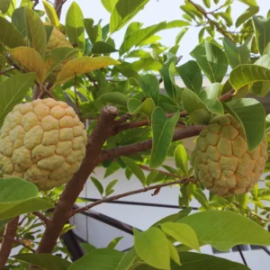 Green Sugar Apple Tree Live Plant - 3 Gallon Pot - Edible Fruit Tree