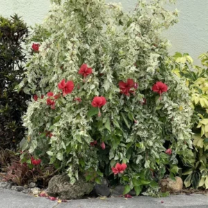 Hibiscus Plant - Flowering Shrub - Garden Ready - Potted Hibiscus