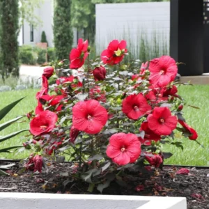 Hibiscus Plant - Flowering Shrub - Garden Ready - Potted Hibiscus