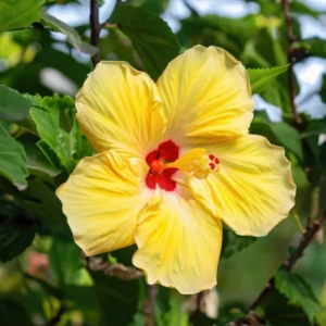 Hibiscus Plant - Flowering Shrub - Garden Ready - Potted Hibiscus