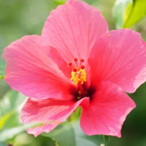 Hibiscus Plant - Flowering Shrub - Garden Ready - Potted Hibiscus