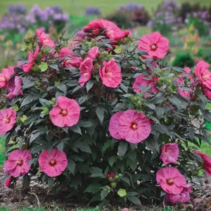 Hibiscus Plant - Flowering Shrub - Garden Ready - Potted Hibiscus
