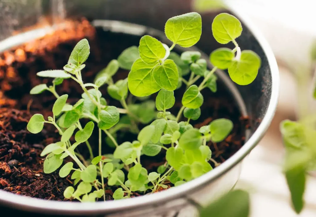 How to Grow Oregano Indoors