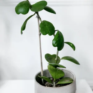 Hoya Kerri Heart Plant - 3-6 Inch Live Potted Plant