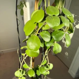 Hoya Kerri Heart Plant - 3-6 Inch Live Potted Plant