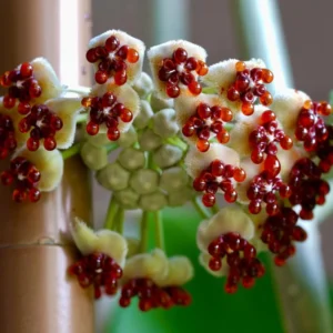 Hoya Kerri Heart Plant - 3-6 Inch Live Potted Plant