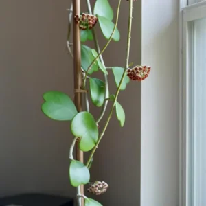 Hoya Kerri Heart Plant - 3-6 Inch Live Potted Plant