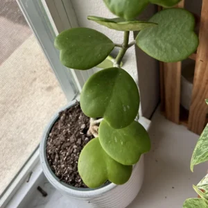 Hoya Kerri Heart Plant - 3-6 Inch Live Potted Plant