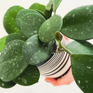 Hoya Obovata Plant 3-6 Inch Tall - Wax Plant - Indoor Plant